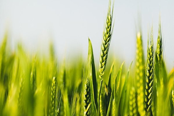 小满节气含义解析及物候特点-方知甜