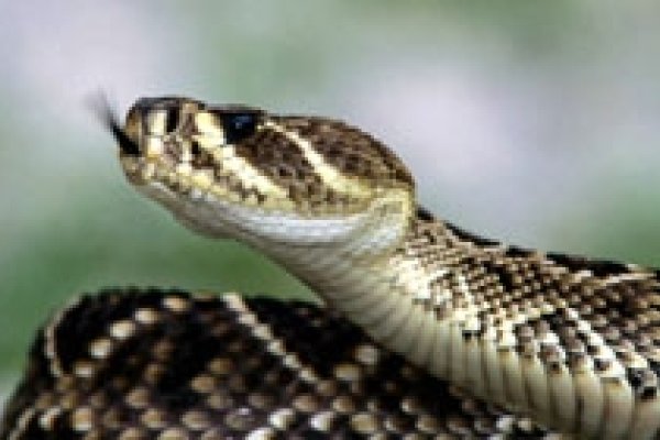 胎梦蛇象征，生女之兆与健康寓意-方知甜