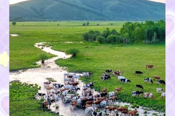 奶牛的梦，一场跨越草原的奇幻之旅-方知甜