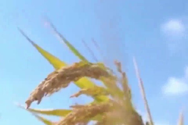 猴年马月中的马月需农历五月。-方知甜