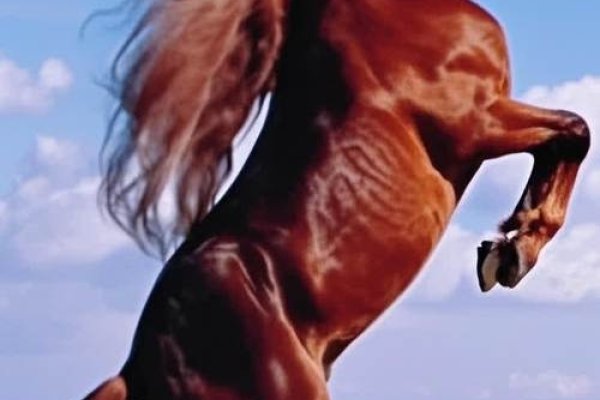 奔跑起来快如飞对应马。-方知甜