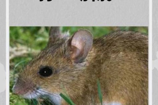 乌七八糟打一生肖-方知甜