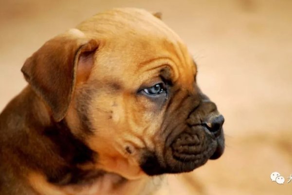 霸气公犬名，狂狼、霸天，彰显力量与威严-方知甜