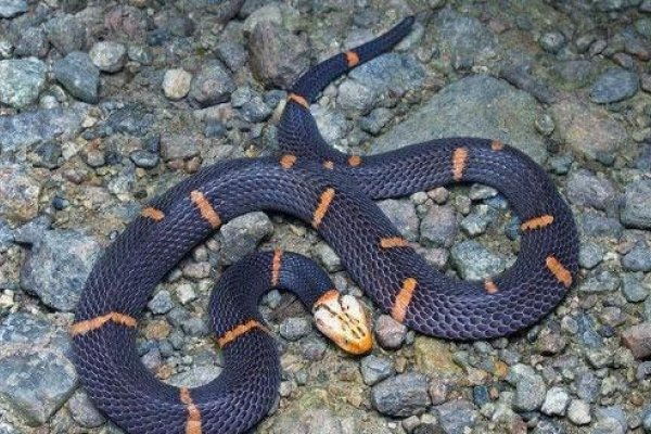 男人梦到蛇，传统解读与现实生活的平衡考量-方知甜