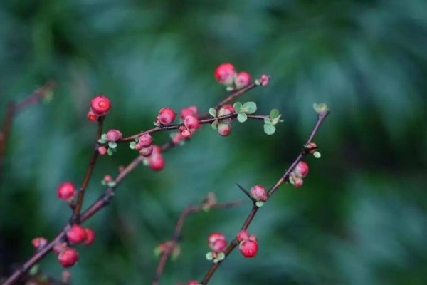 癸水生于卯月，春回大地，润物无声-方知甜