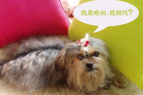 宠物名字寓意发财，正能量满满！-方知甜