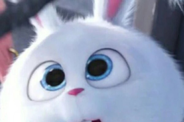 宠物名字精选，安琪、雪球，寓意温暖守护与清冷高贵-方知甜