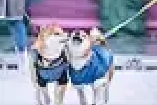 宠物网名，创意与情感的交织-方知甜