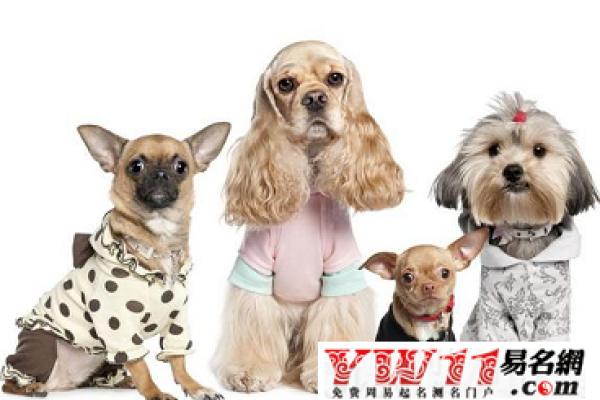 宠物狗的名字，创意与情感的交织-方知甜