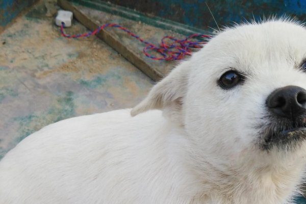 宠物狗名字大全（跳跳妹妹风格昵称）-方知甜