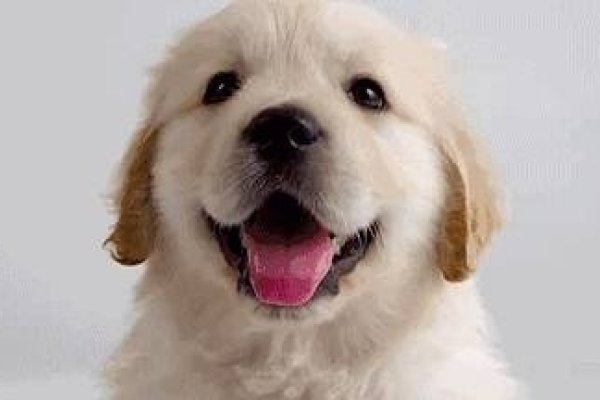 先锋保国卫家园，忠诚勇敢狗担当。-方知甜