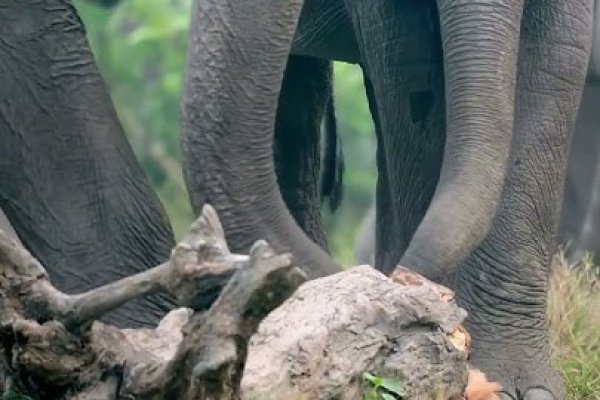 油盐不进，说的是哪种动物？-方知甜