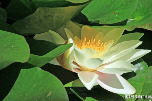 绿荷白莲映生肖，猴的智慧与自然之韵-方知甜