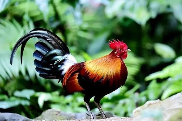 属鸡的今年多大,探寻生肖鸡年龄的奥秘-方知甜