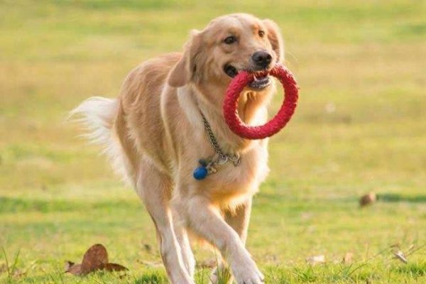 属狗的年份，探索生肖狗的魅力与影响-方知甜