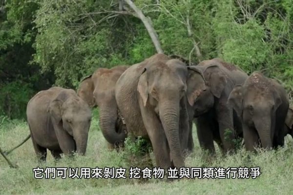 探寻动物名称背后的奥秘，从动物学到生态学的奇妙之旅-方知甜