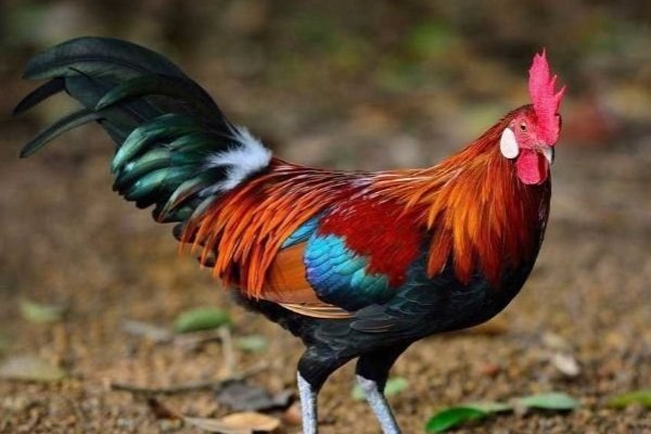 雄鸡断尾，生肖指向揭秘，是鸡-方知甜