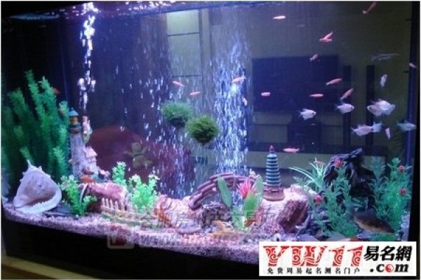 鱼缸风水，营造生机与安宁的天地-方知甜