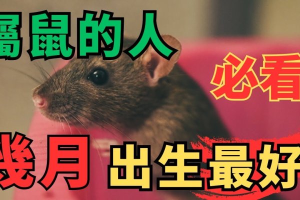 属鼠几月出生最好？揭秘生肖鼠的出生月份奥秘-方知甜