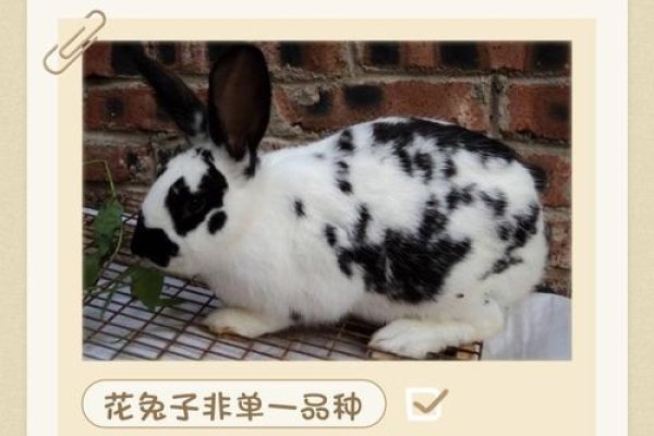 雾里看花，朦胧之美——解读生肖兔的隐逸与神秘-方知甜