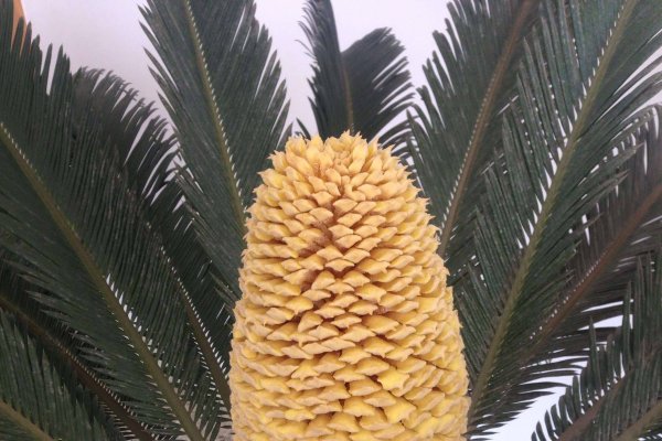 铁树开花，开启生肖新篇章-方知甜