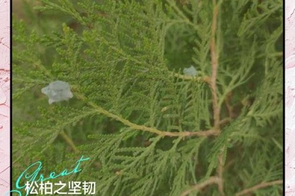 松柏木命，坚韧不拔的东方命理象征-方知甜