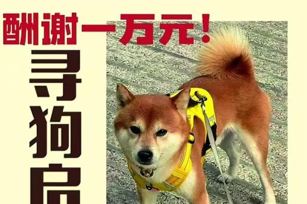 狗狗名字棉花糖豆豆萌化人心-方知甜