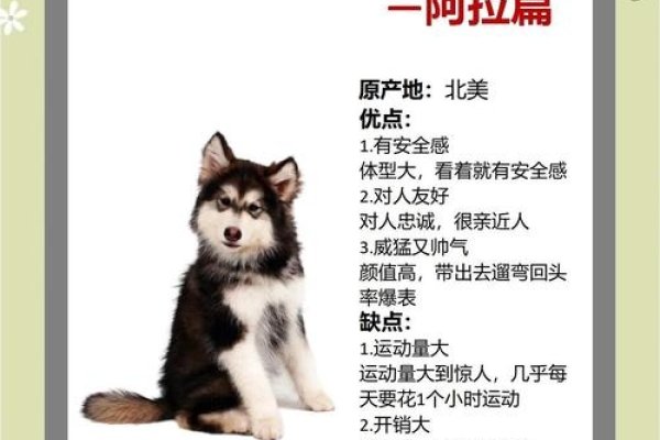 狗狗名字，背后的故事与情感纽带-方知甜