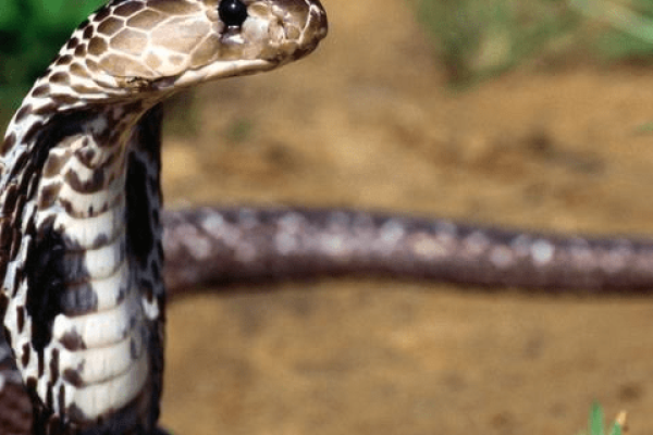 77年属蛇48岁将遭遇事业、财富和健康三重挑战-方知甜