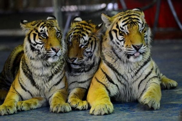 属狗女最佳婚配，兔虎马，避开龙鸡-方知甜