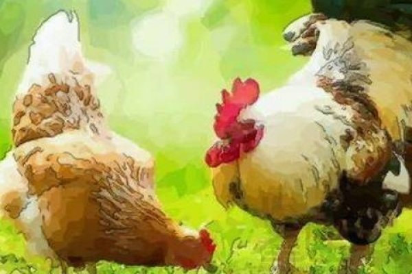 属鸡女最佳婚配,激情共鸣,共赴新程-方知甜