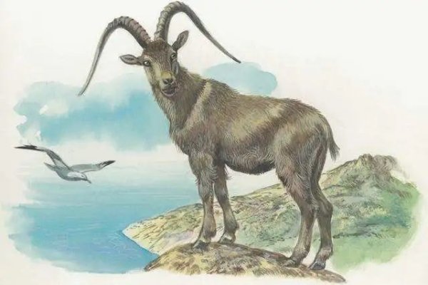 属羊人命好多分析-方知甜