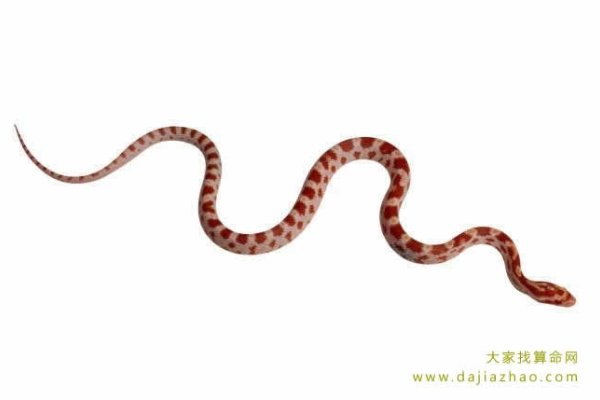 属蛇人2020年，事业升迁与情感挑战并存，需谨慎决策-方知甜