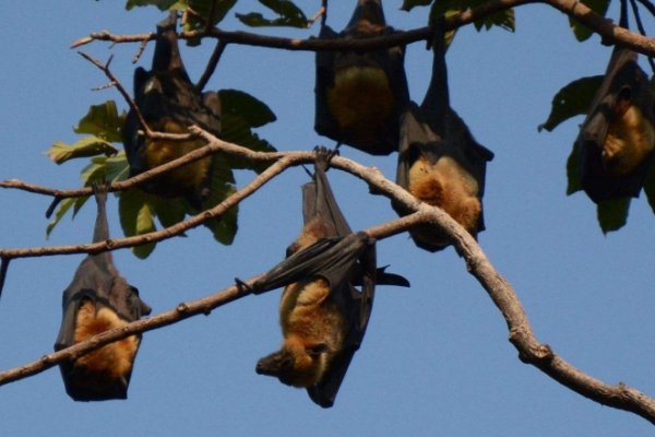 蝙蝠入屋有何吉凶？-方知甜