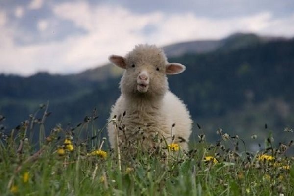 属鼠人41岁后两喜缠身，但需防马、羊、兔三大克星-方知甜