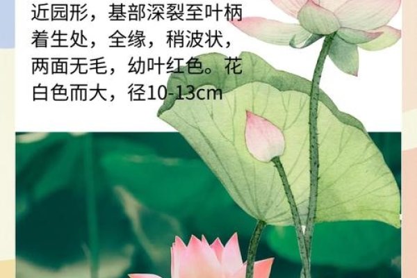 绿荷生出白莲花——揭秘生肖之谜-方知甜