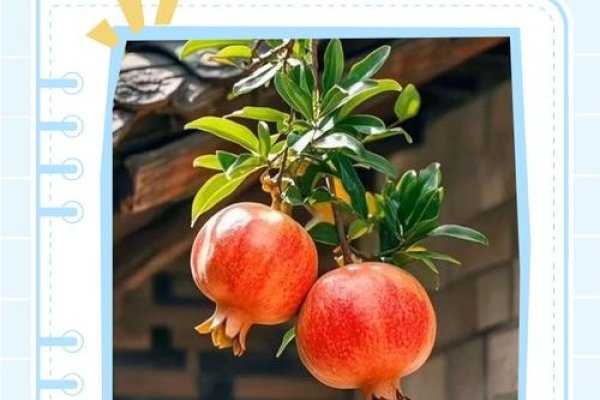 辛酉石榴木，岁月沉淀的坚韧与美丽-方知甜