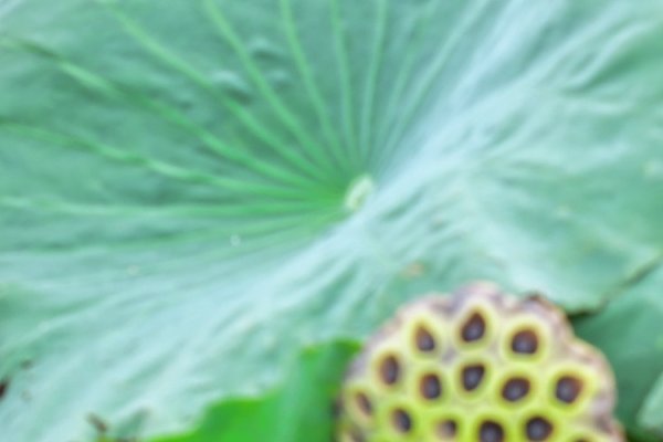 探索天海翼种子的奥秘，从自然奇迹到生态修复的使者-方知甜