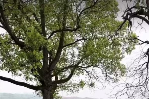 浪迹天涯的生肖，马-方知甜