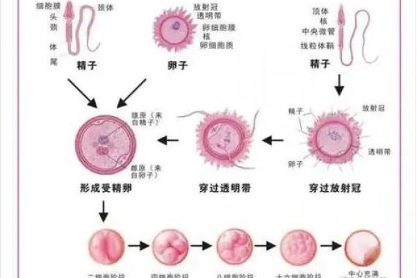 酝酿,从微妙到壮阔的孕育过程-方知甜
