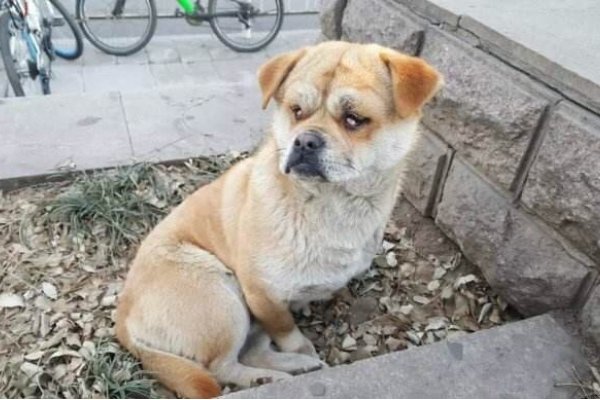 甘拜下风，一只沉默的流浪动物，用坚持诠释生命的尊严-方知甜