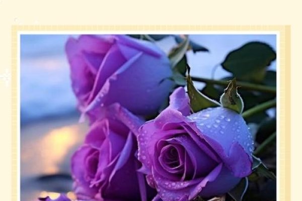 紫玫瑰花语，神秘而深情的爱恋-方知甜