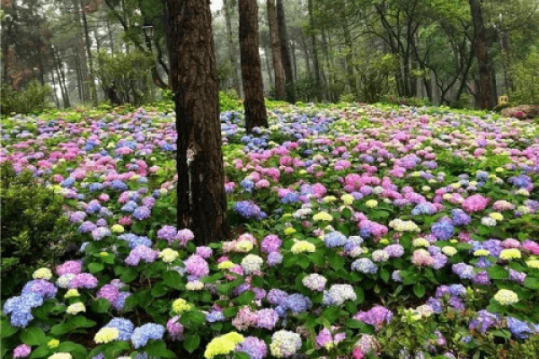 靖西征婚,线上平台助力浪漫绣球寻缘-方知甜