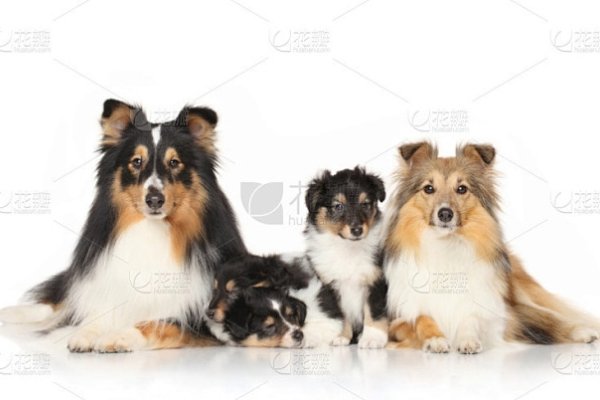 牧羊犬名字，传承与个性的独特标识-方知甜