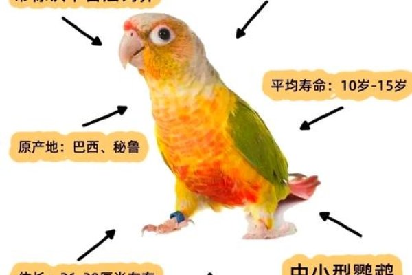 鹦鹉萌名，小绿小黄、飞飞蓝宝-方知甜