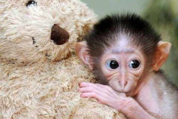 属鼠、牛与龙猴配对幸福，互信合作是关键-方知甜