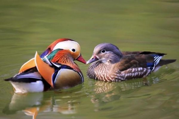 鸳鸯戏水，生肖文化中的爱情隐喻-方知甜