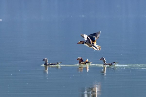鸳鸯戏水，生肖之谜的浪漫解读-方知甜