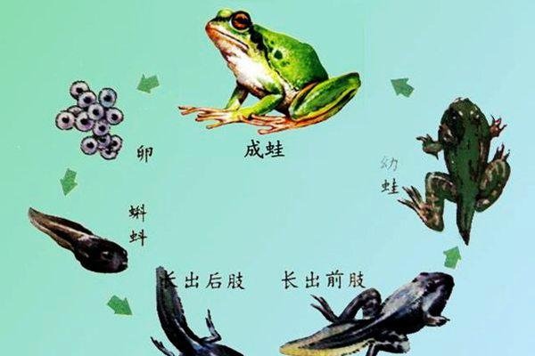 小蝌蚪视频播放问题与解决方案-方知甜