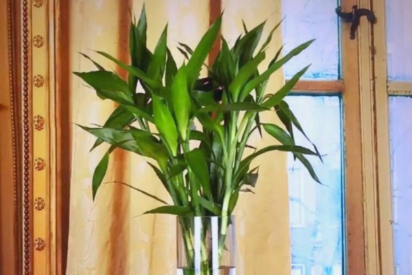 卧室植物，健康财富的绿色选择-方知甜